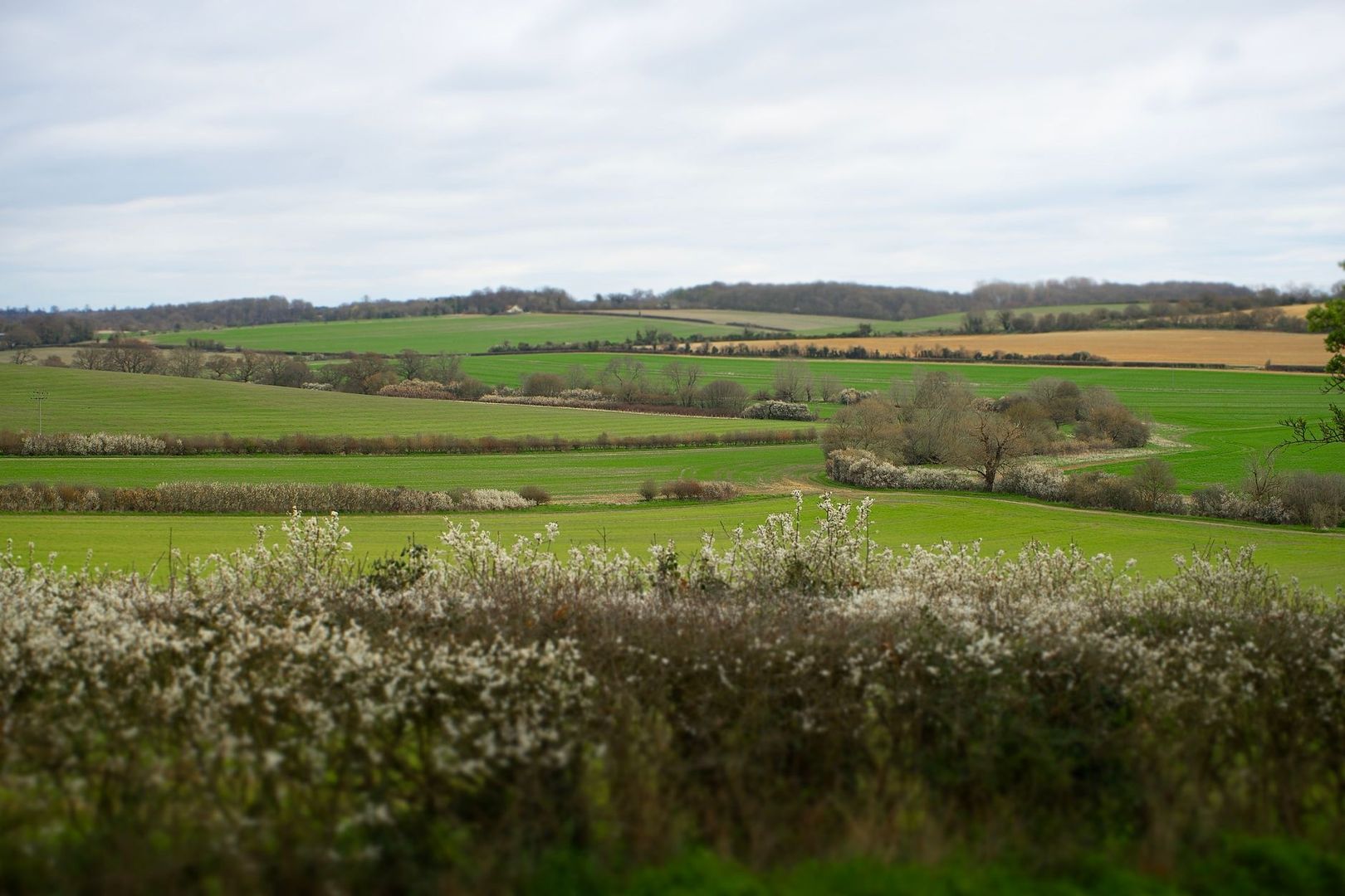 Glooiend agrarisch landschap met groene velden en bloeiende houtwallen